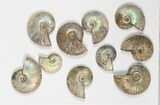 Lot: KG Silver Iridescent Ammonites (-) - Pieces #79437-2